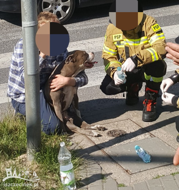 Pies wbiegł pod samochód. Trzeba było podnieść pojazd
