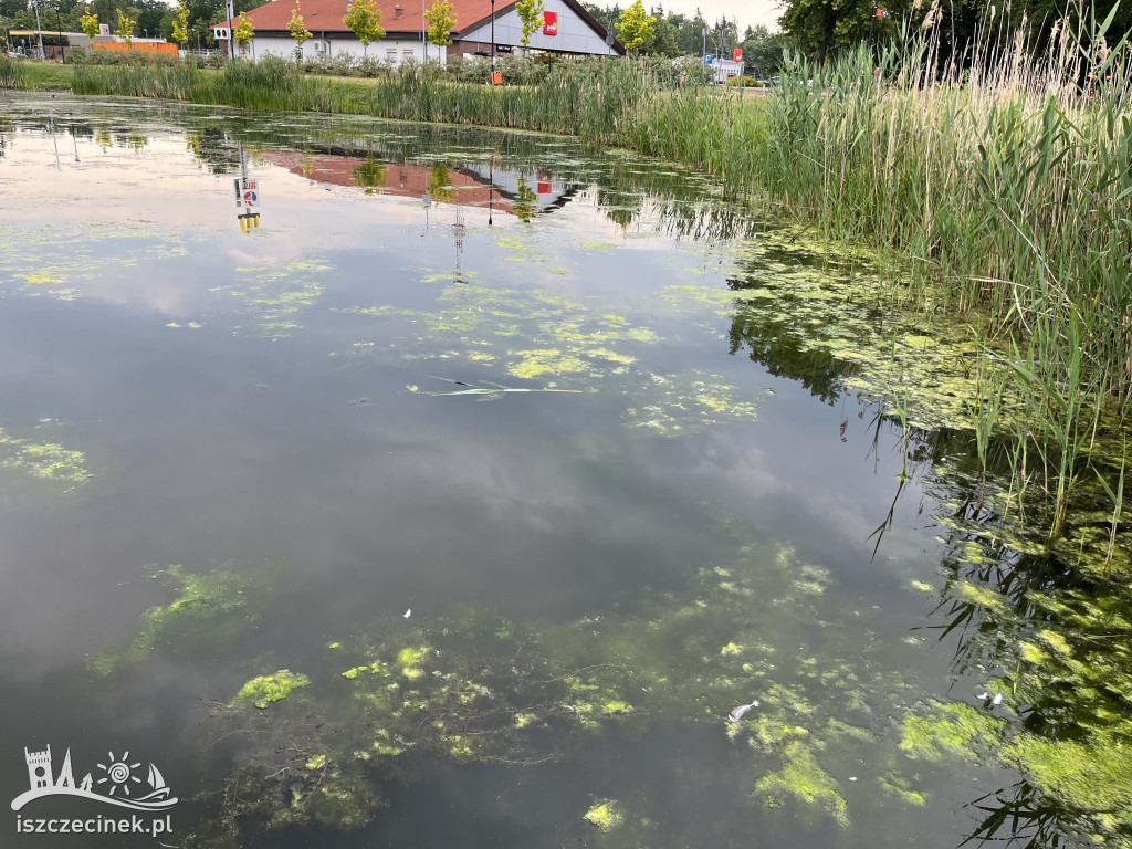 Jeziorko przy ul. Kopernika w Szczecinku