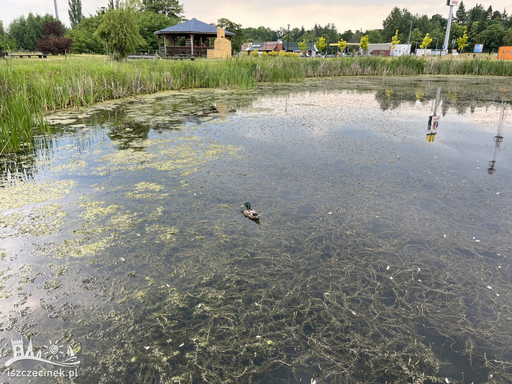 Jeziorko przy ul. Kopernika w Szczecinku