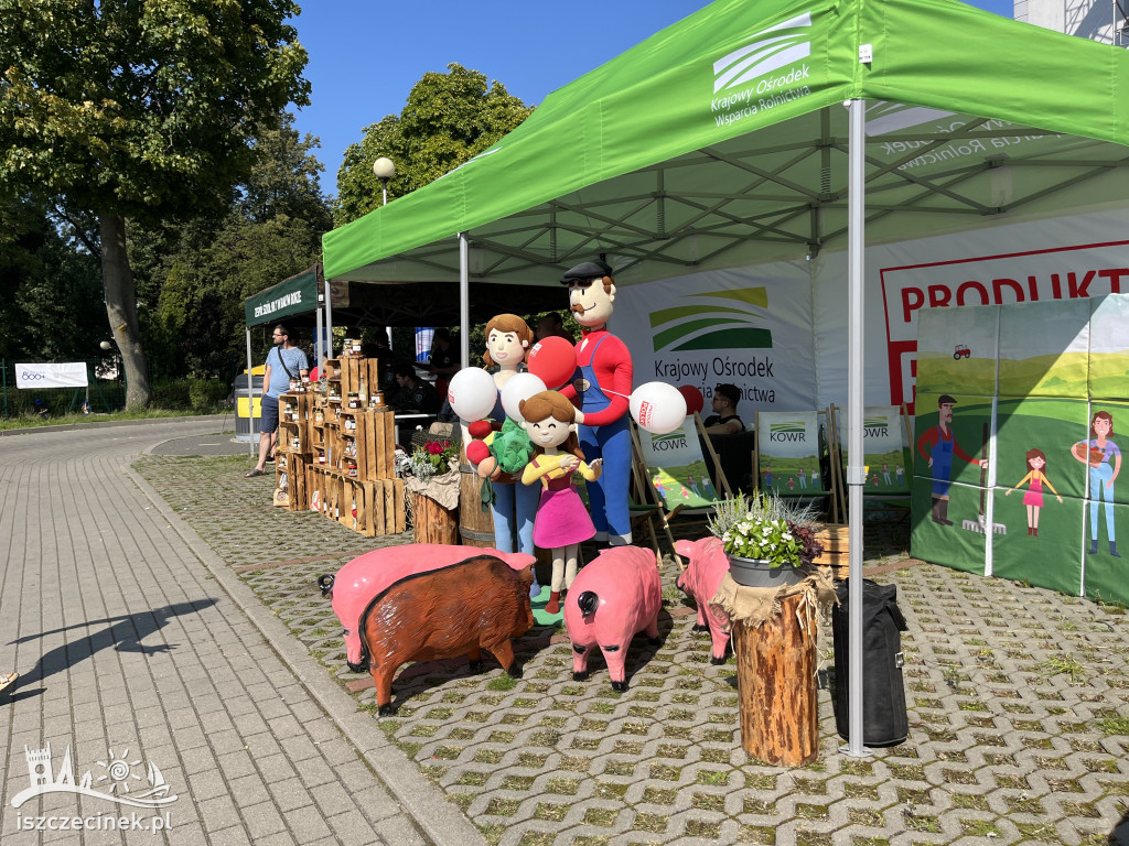 Piknik 