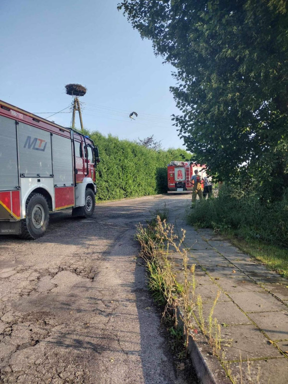 Bocian zaplątał się w linie energetyczne. Tragiczny finał