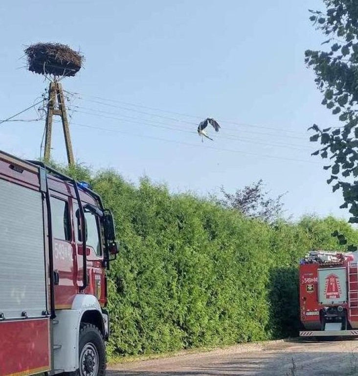 Bocian zaplątał się w linie energetyczne. Tragiczny finał