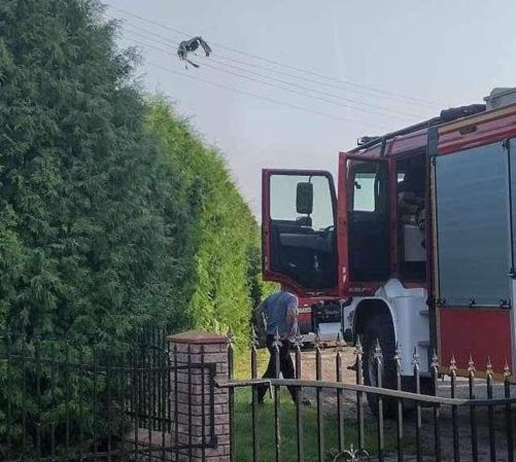 Bocian zaplątał się w linie energetyczne. Tragiczny finał