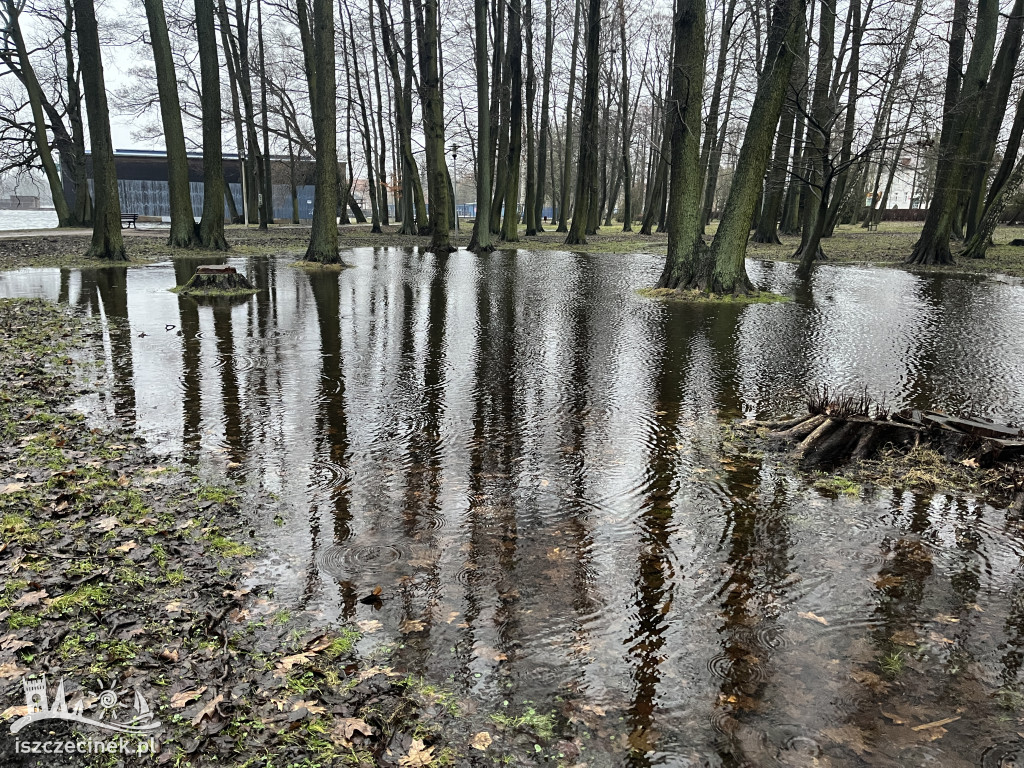 Wysoki stan wody w Trzesiecku. Podtopienia w parku