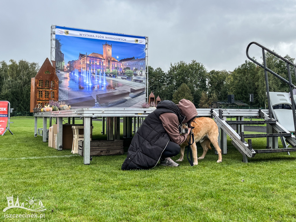 Wystawa psów nierasowych w Szczecinku