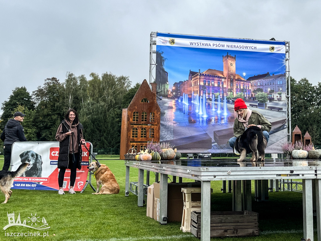 Wystawa psów nierasowych w Szczecinku