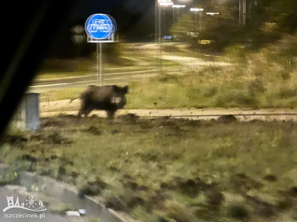 Szczecinek. Dziki coraz bliżej osiedla Zachód