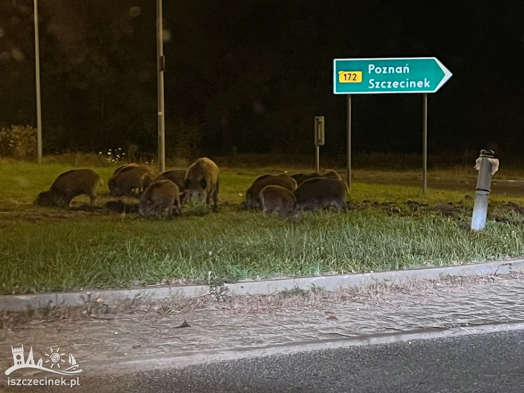 Szczecinek. Dziki coraz bliżej osiedla Zachód