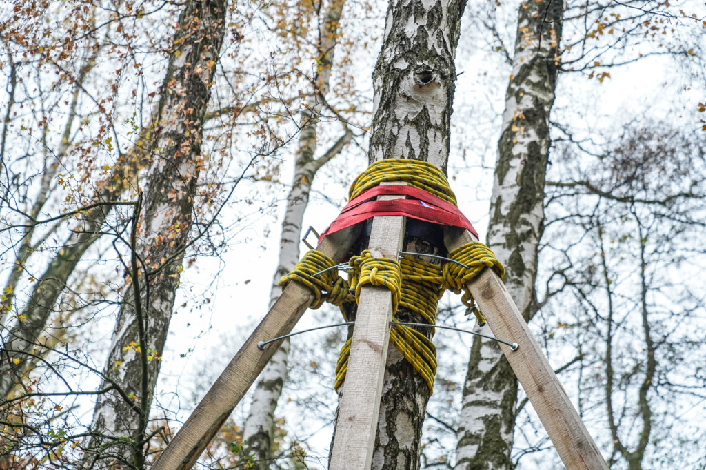 Drzewa podparte jak dla alpinistów – co się dzieje?