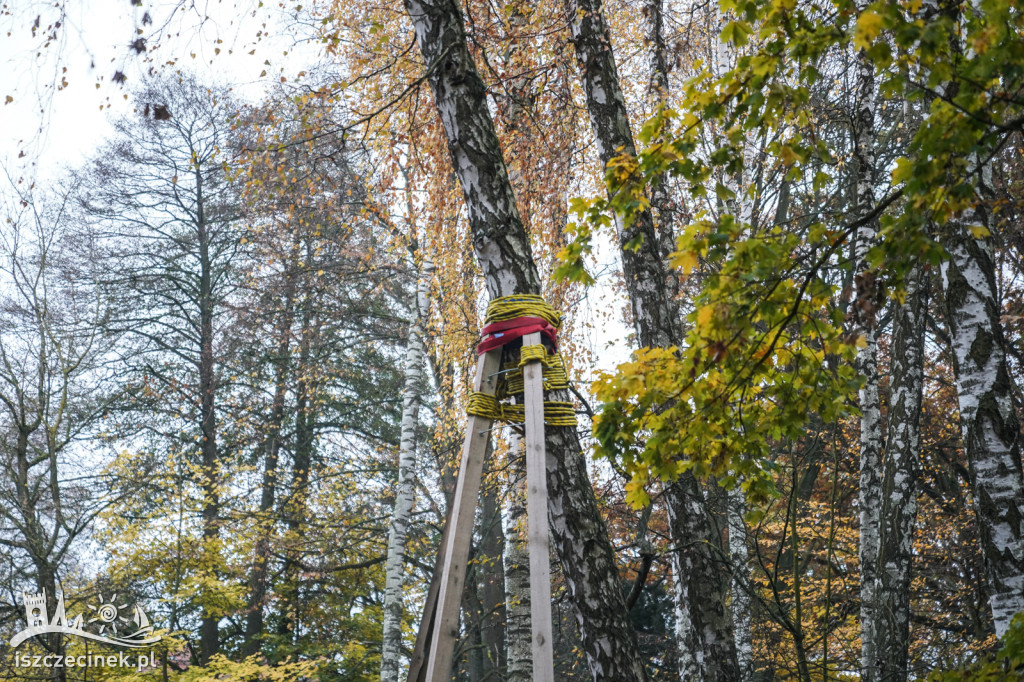 Drzewa podparte jak dla alpinistów – co się dzieje?