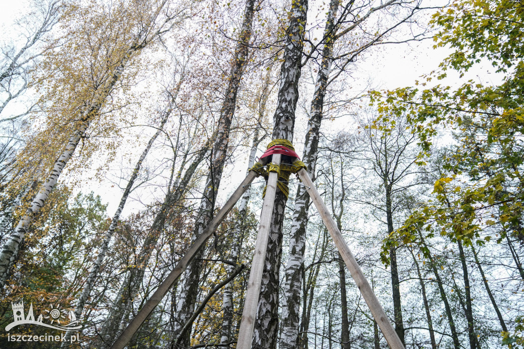 Drzewa podparte jak dla alpinistów – co się dzieje?