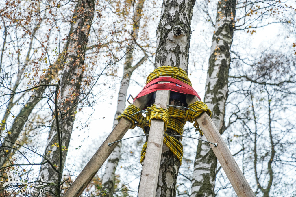 Drzewa podparte jak dla alpinistów – co się dzieje?