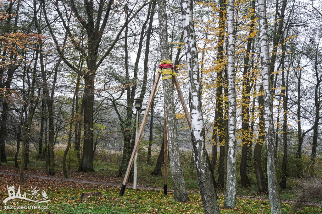 Drzewa podparte jak dla alpinistów – co się dzieje?