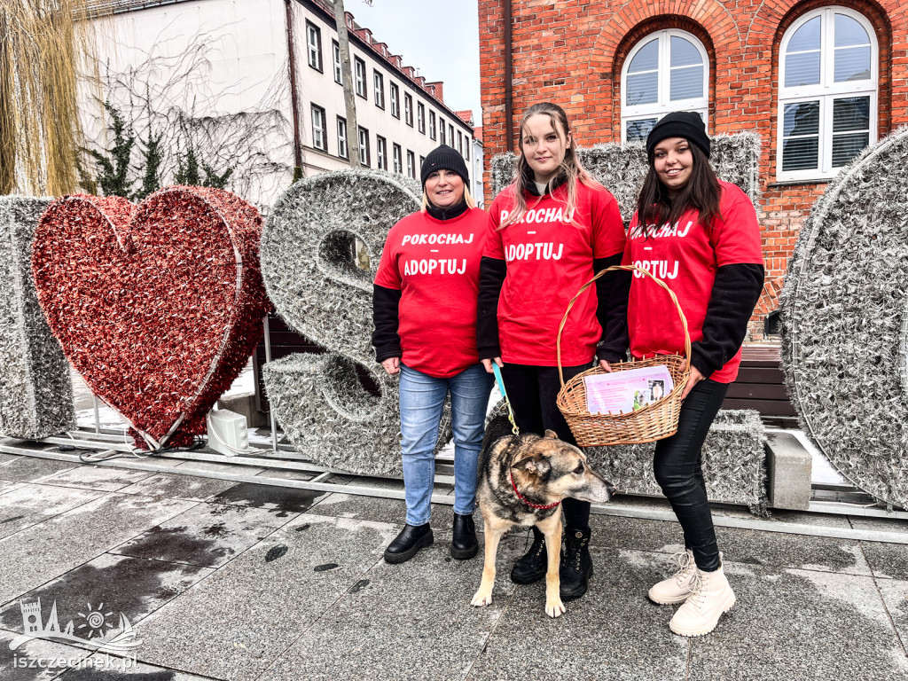 Wolontariusze i psy na ulicach Szczecinka! Akcja „Pokochaj – Adoptuj” trwa