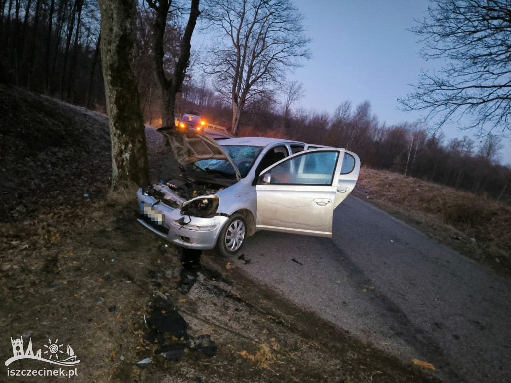 Dzik wyskoczył na drogę! Kierowca nie miał szans na wyhamowanie!