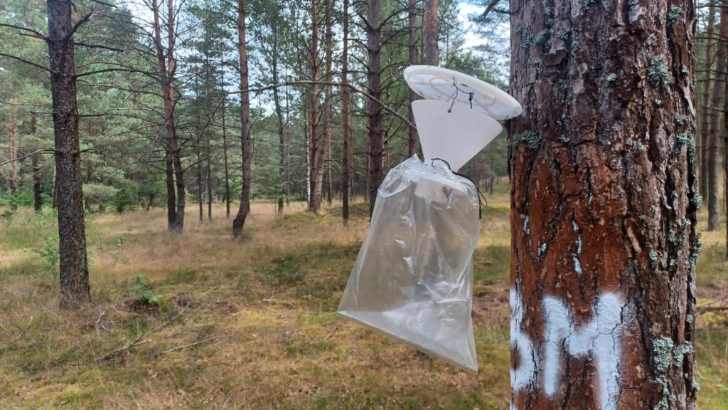 Pułapki na szkodniki – niepozorne, ale skuteczne