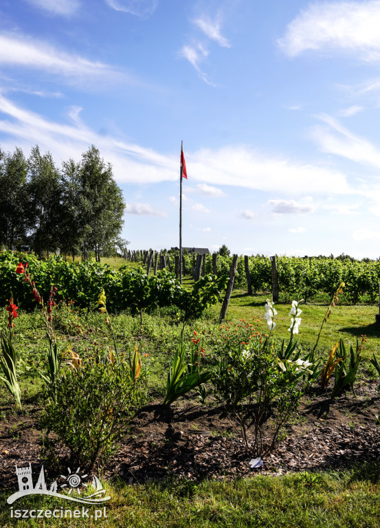 Smaki i aromaty Weekendu Otwartych Winnic