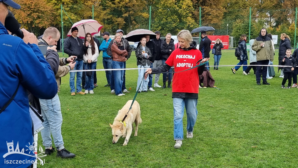 Tak wyglądała wystawa psów w Szczecinku