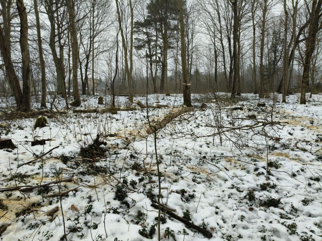 Nielegalna wycinka drzew w Trzesiece.