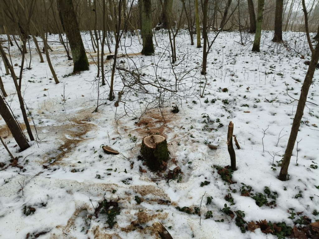 Nielegalna wycinka drzew w Trzesiece.