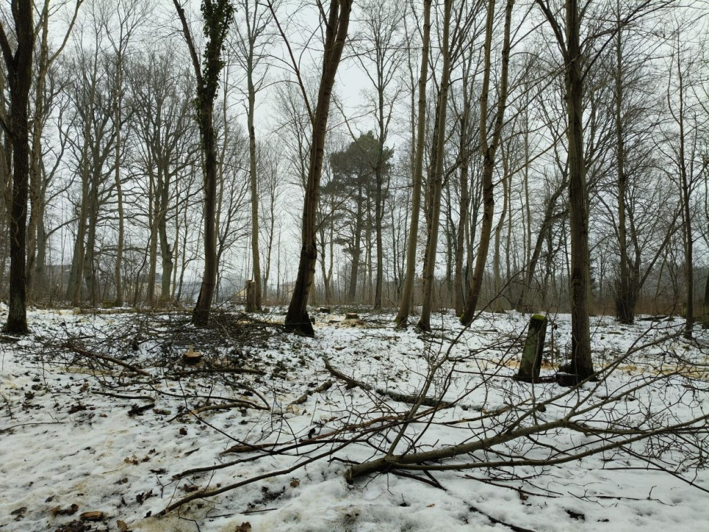 Nielegalna wycinka drzew w Trzesiece.