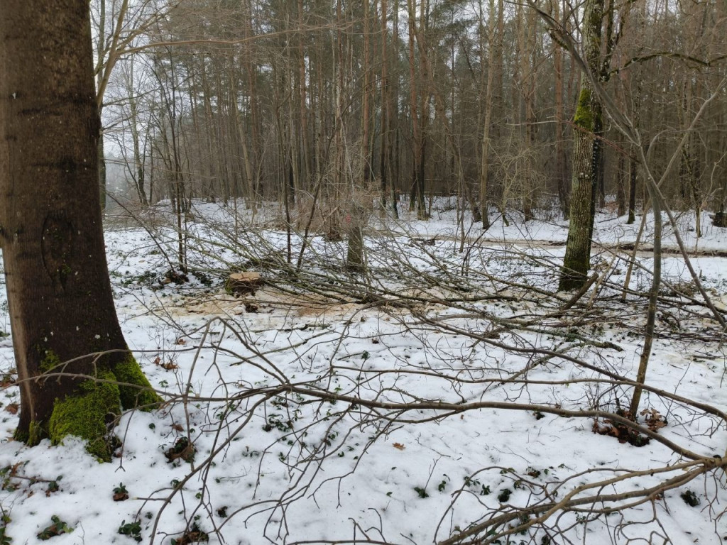 Nielegalna wycinka drzew w Trzesiece.