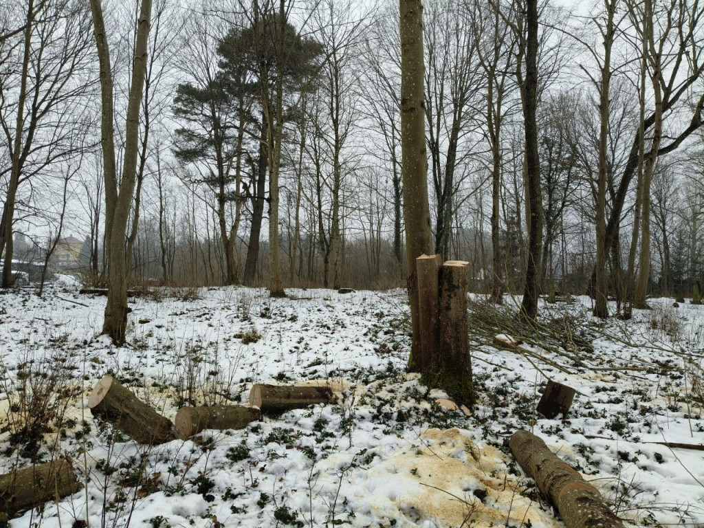 Nielegalna wycinka drzew w Trzesiece.