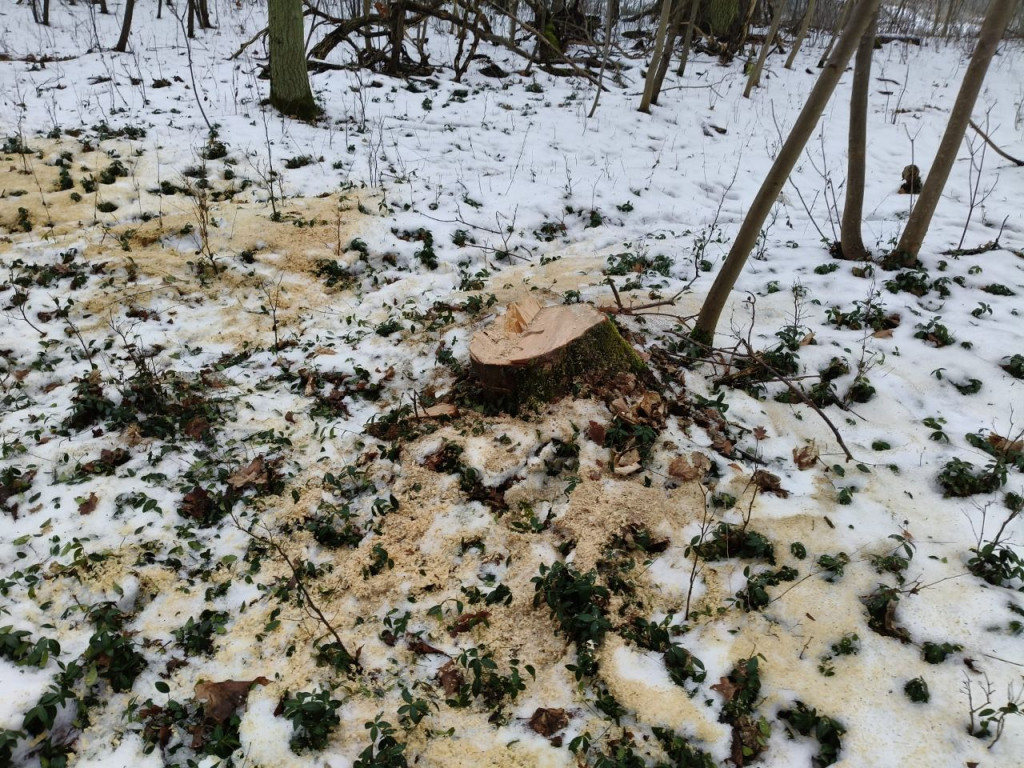 Nielegalna wycinka drzew w Trzesiece.