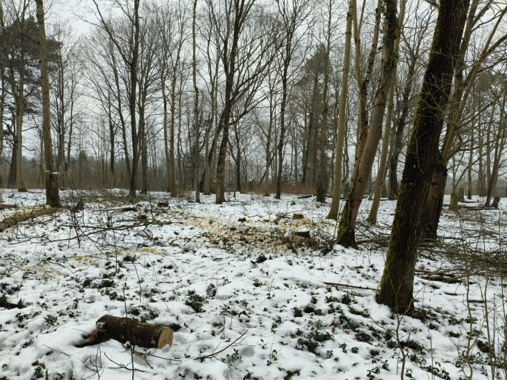 Nielegalna wycinka drzew w Trzesiece.