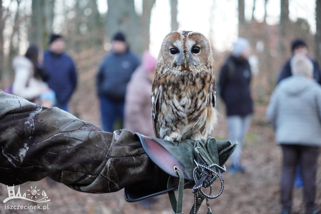 Sowy z bliska i nocny spacer – fotorelacja
