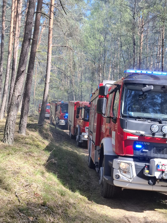 Pożary lasów w Szczeicnku i regionie
