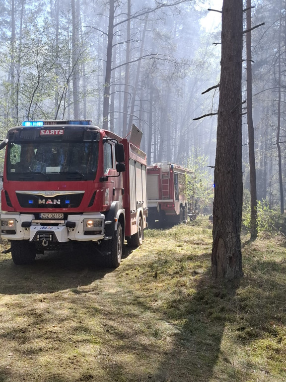 Pożary lasów w Szczeicnku i regionie