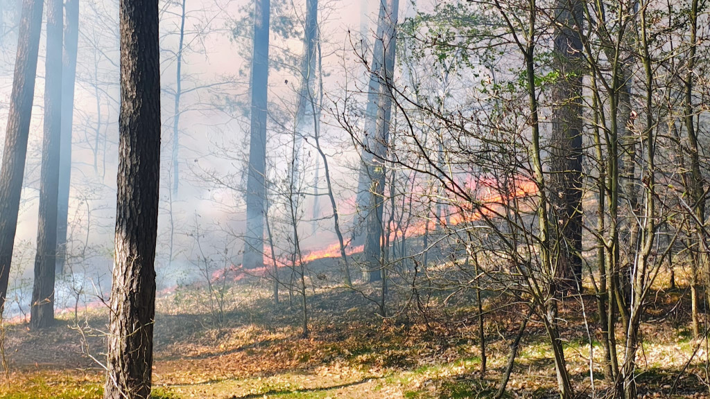 Pożary lasów w Szczeicnku i regionie