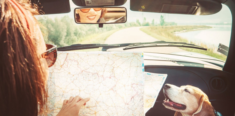 Czy samochodem z wypożyczalni można przewozić zwierzęta?