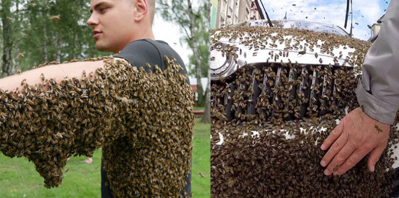 Dziś Wielki Dzień Pszczół. Pamiętacie te zdarzenia? 