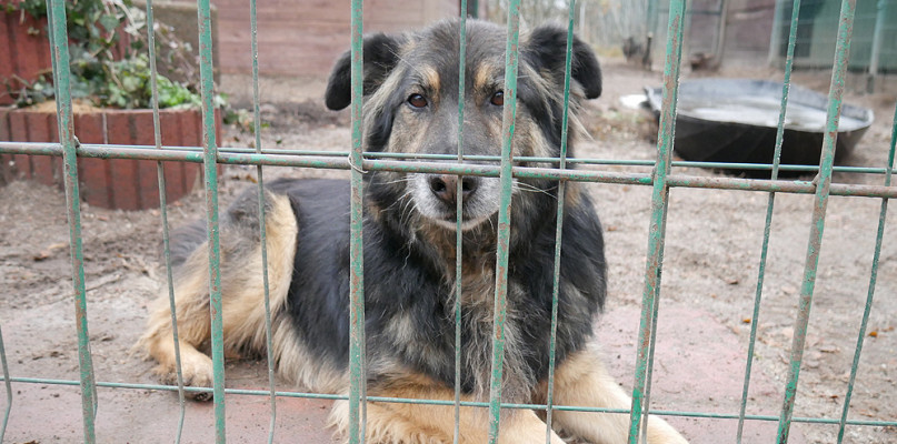 Bezdomność zwierząt w schronisku w Szczecinku