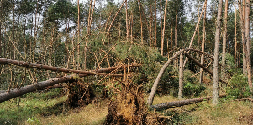 fot. Nadleśnictwo Borne Sulinowo