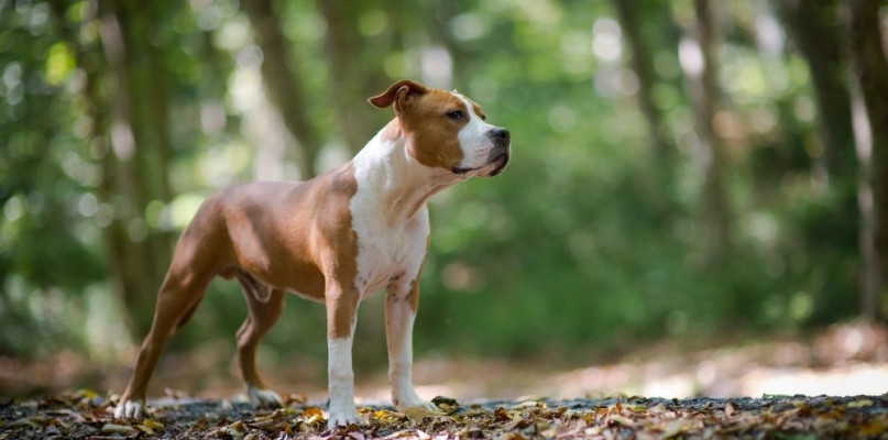 zdjęcie podglądowe