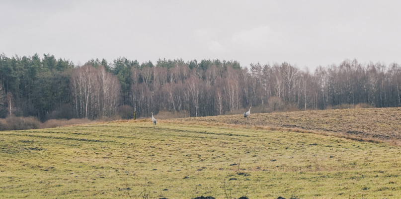 Wróciły żurawie! Mamy oznaki przedwiośnia na początku lutego