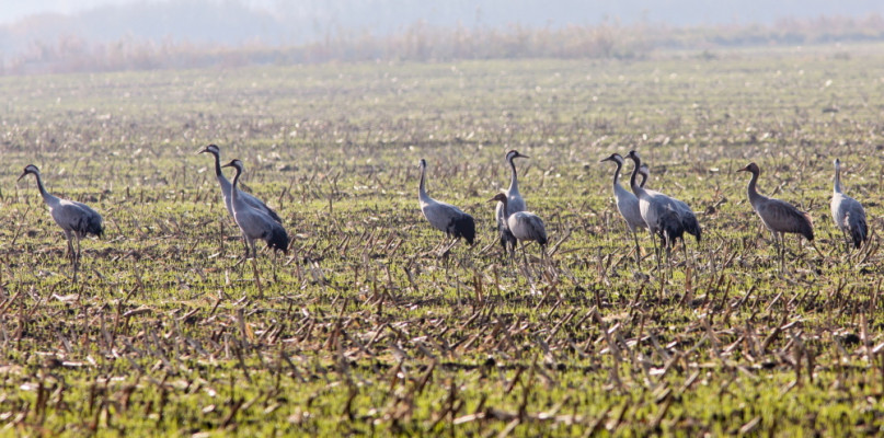 W przyrodzie widać wiosnę: przyleciały żurawie, gęsi gęgawy i gołębie siniaki