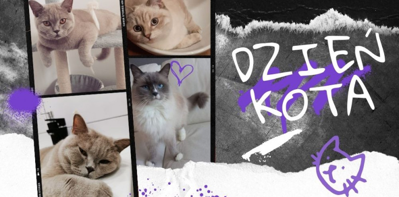 DZIEŃ KOTA. „Mamy kota” na punkcie kotów! Zobacz koty naszych Czytelników [ZDJĘCIA]