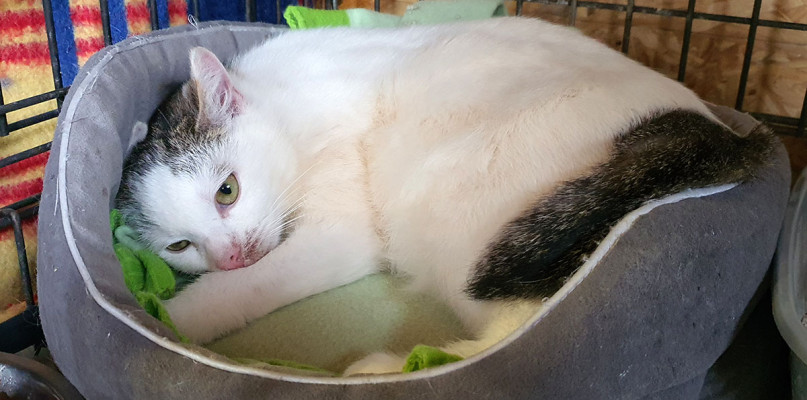 Barwickie czworonogi rozpaczliwie potrzebują domu!