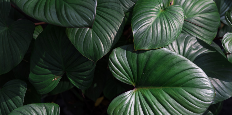 Gdzie ogród wertykalny odnajdzie się rewelacyjnie?