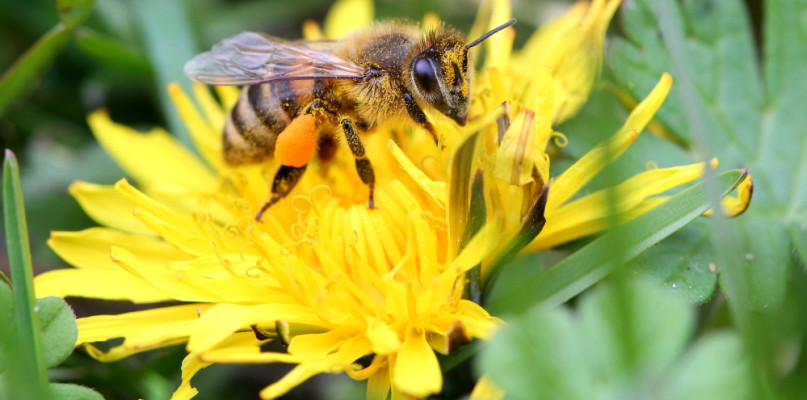 Pamiętajmy o roli, jaką w ekosystemie odgrywają zapylacze w tym pszczoły
