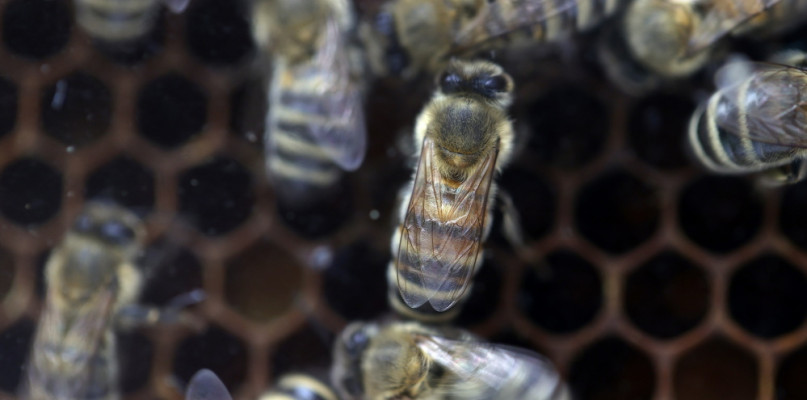 KOWR: coraz więcej pszczół w Polsce - ich wartość, jako zapylaczy dla ekosystemu, 