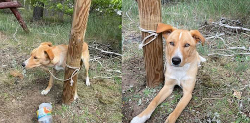 W lesie znaleziono psa przywiązanego do słupka. Właściciel poszukiwany