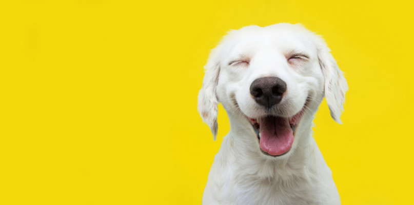 Kremacja zwierząt Szczecin - Pamiętaj o Mnie