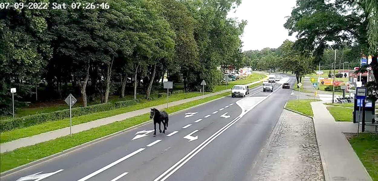 fot. Straż Miejska w Szczecinku / monitoring miejski 
