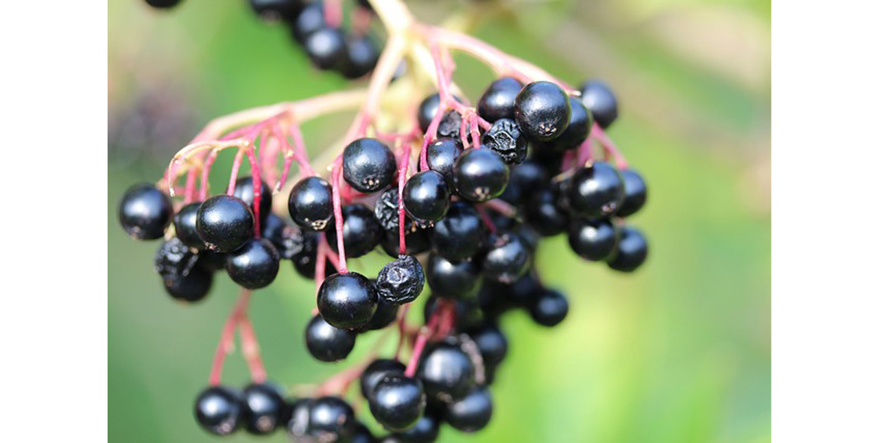 Eleuterokok kolczasty – skarb z syberyjskich lasów
