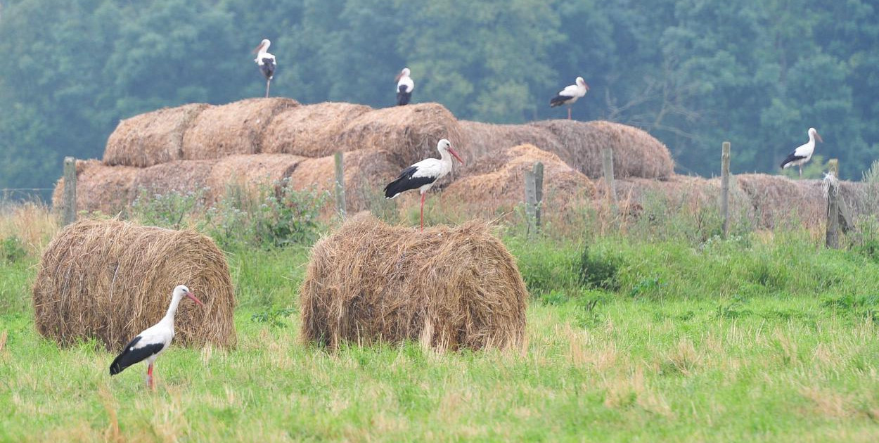 Ornitolog: bociany odlatują wcześniej niż zwykle